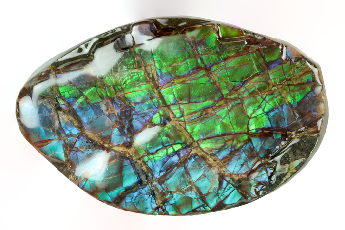 Iridescent Ammolite (Fossil Ammonite Shell) - Greens/Blues/Purple #243020